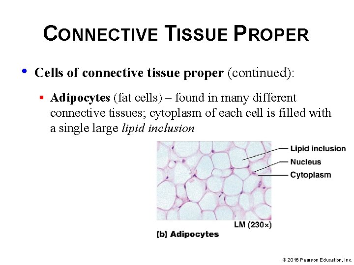 CONNECTIVE TISSUE PROPER • Cells of connective tissue proper (continued): § Adipocytes (fat cells)