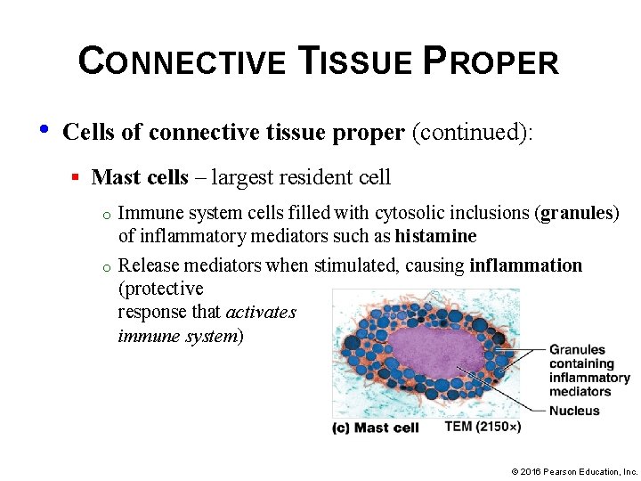 CONNECTIVE TISSUE PROPER • Cells of connective tissue proper (continued): § Mast cells –