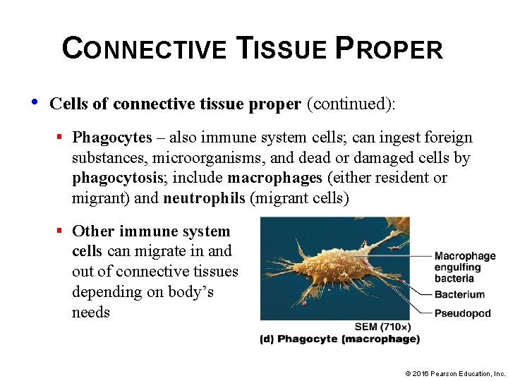 CONNECTIVE TISSUE PROPER • Cells of connective tissue proper (continued): § Phagocytes – also