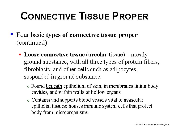CONNECTIVE TISSUE PROPER • Four basic types of connective tissue proper (continued): § Loose