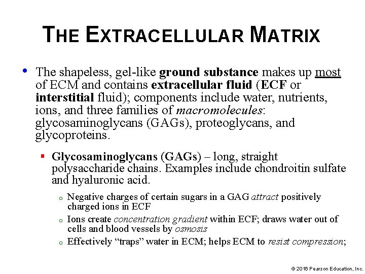 THE EXTRACELLULAR MATRIX • The shapeless, gel-like ground substance makes up most of ECM