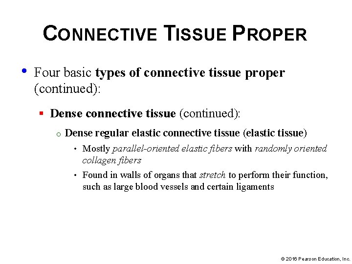 CONNECTIVE TISSUE PROPER • Four basic types of connective tissue proper (continued): § Dense