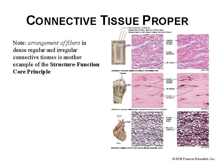 CONNECTIVE TISSUE PROPER Note: arrangement of fibers in dense regular and irregular connective tissues