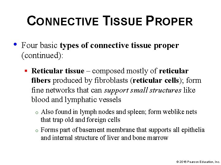 CONNECTIVE TISSUE PROPER • Four basic types of connective tissue proper (continued): § Reticular