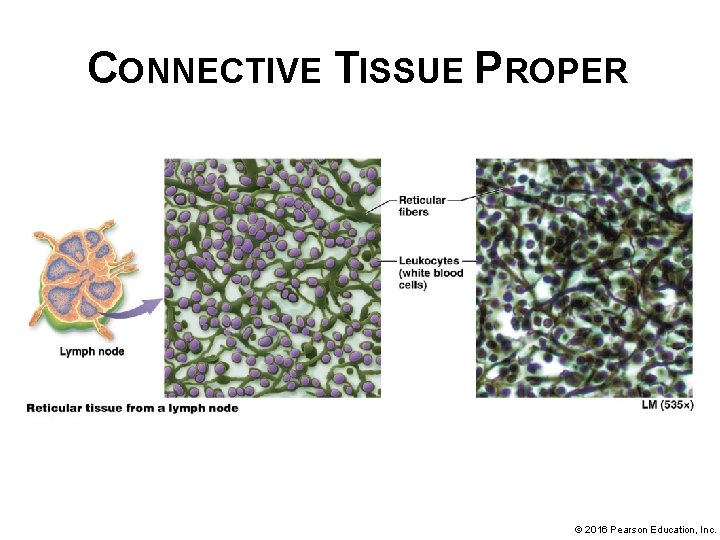 CONNECTIVE TISSUE PROPER © 2016 Pearson Education, Inc. 