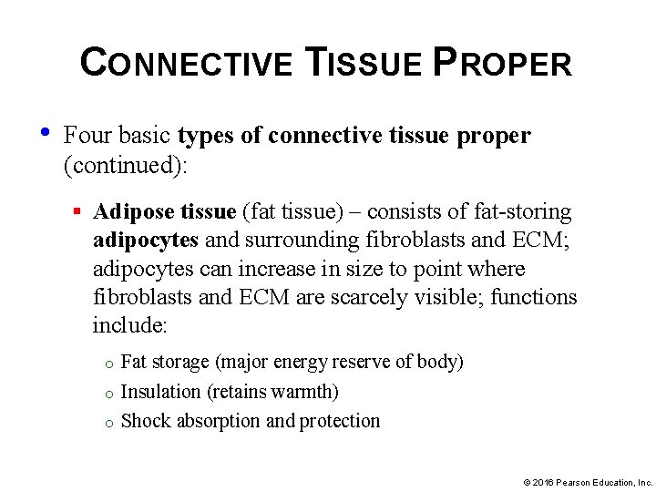 CONNECTIVE TISSUE PROPER • Four basic types of connective tissue proper (continued): § Adipose