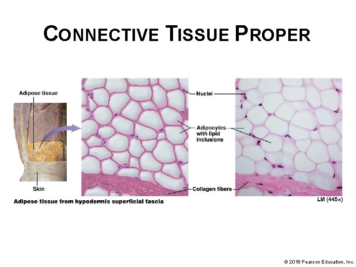 CONNECTIVE TISSUE PROPER © 2016 Pearson Education, Inc. 