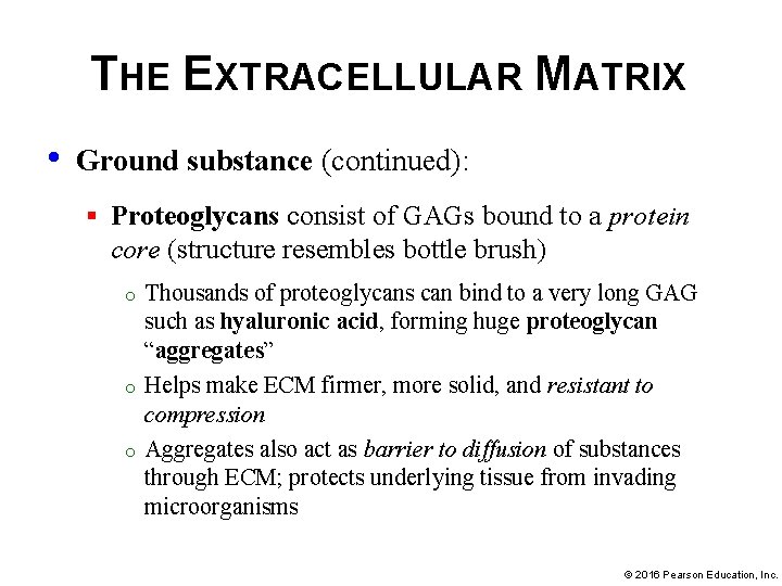 THE EXTRACELLULAR MATRIX • Ground substance (continued): § Proteoglycans consist of GAGs bound to
