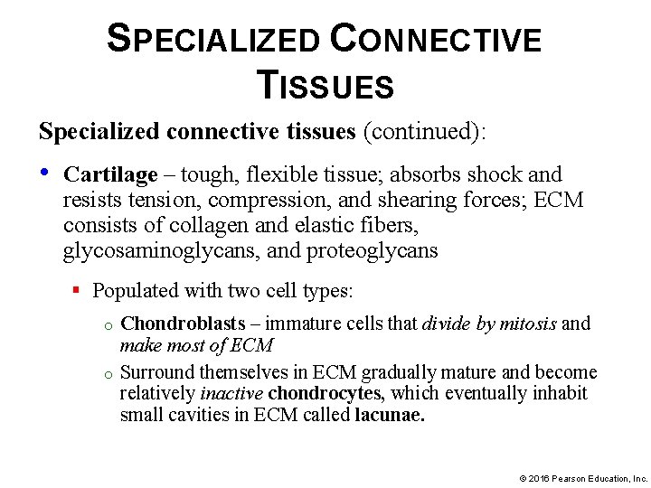 SPECIALIZED CONNECTIVE TISSUES Specialized connective tissues (continued): • Cartilage – tough, flexible tissue; absorbs