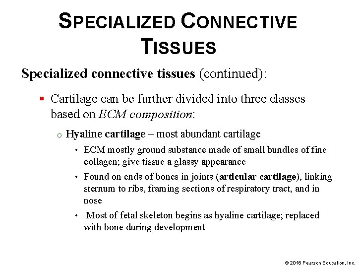SPECIALIZED CONNECTIVE TISSUES Specialized connective tissues (continued): § Cartilage can be further divided into