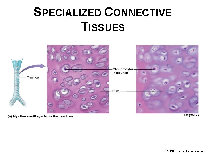 SPECIALIZED CONNECTIVE TISSUES © 2016 Pearson Education, Inc. 