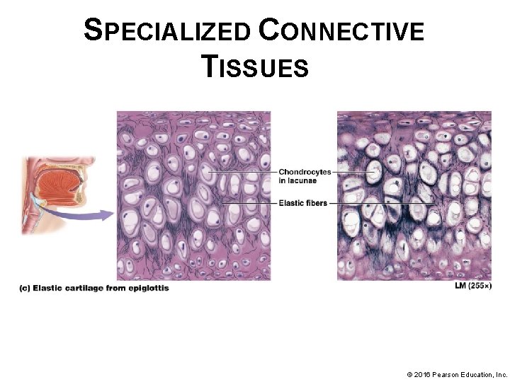 SPECIALIZED CONNECTIVE TISSUES © 2016 Pearson Education, Inc. 