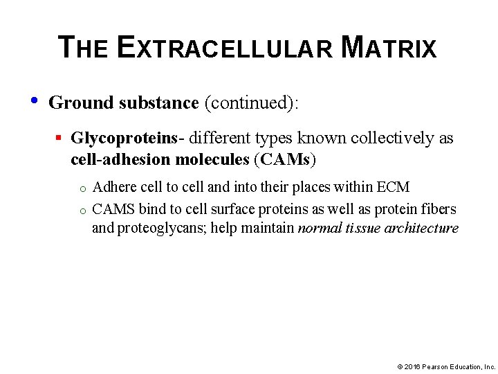 THE EXTRACELLULAR MATRIX • Ground substance (continued): § Glycoproteins- different types known collectively as