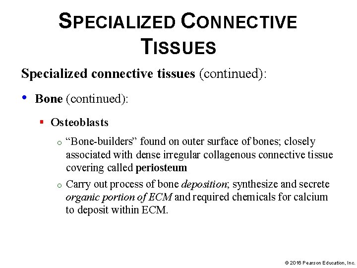 SPECIALIZED CONNECTIVE TISSUES Specialized connective tissues (continued): • Bone (continued): § Osteoblasts o o