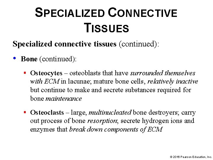 SPECIALIZED CONNECTIVE TISSUES Specialized connective tissues (continued): • Bone (continued): § Osteocytes – osteoblasts