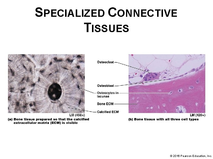 SPECIALIZED CONNECTIVE TISSUES © 2016 Pearson Education, Inc. 