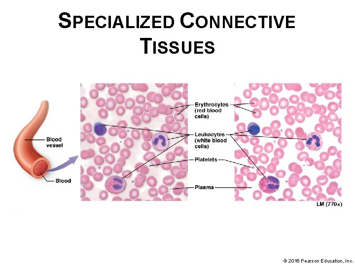 SPECIALIZED CONNECTIVE TISSUES © 2016 Pearson Education, Inc. 