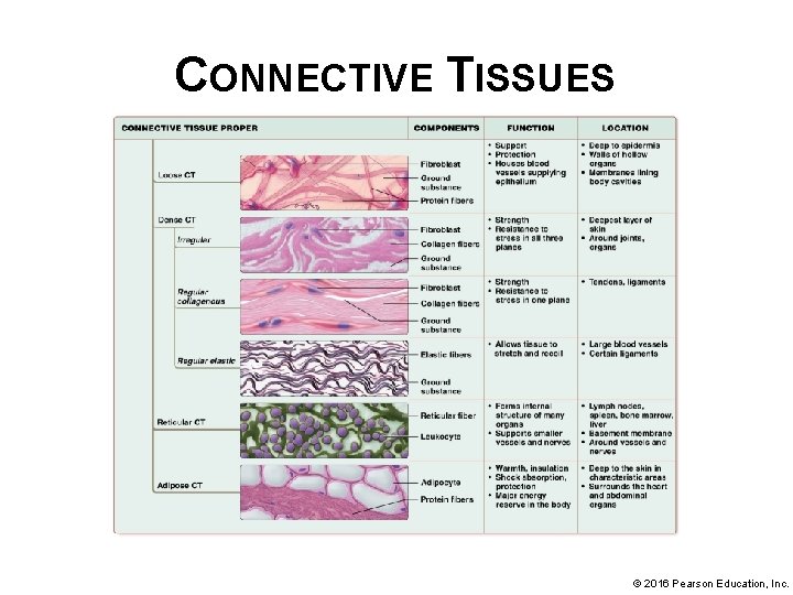 CONNECTIVE TISSUES © 2016 Pearson Education, Inc. 