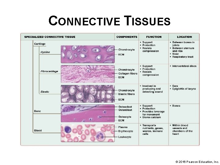 CONNECTIVE TISSUES © 2016 Pearson Education, Inc. 