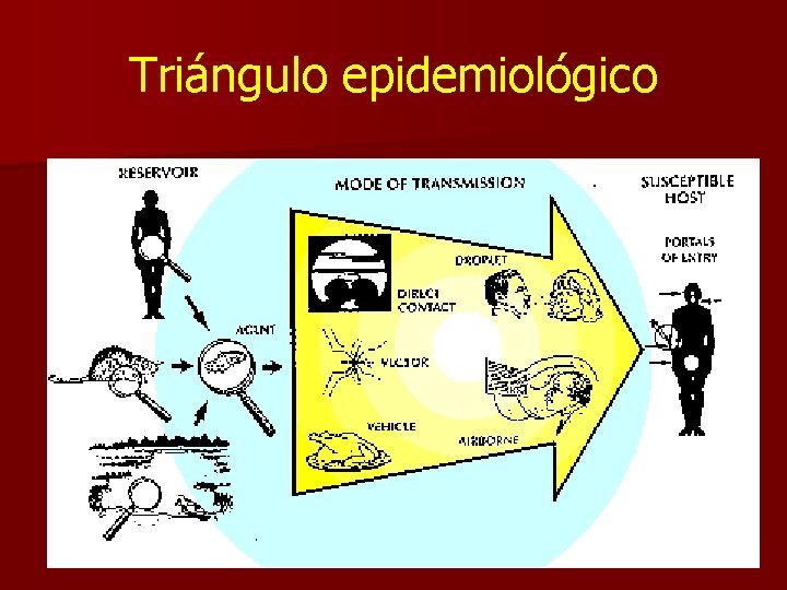 Triángulo epidemiológico 