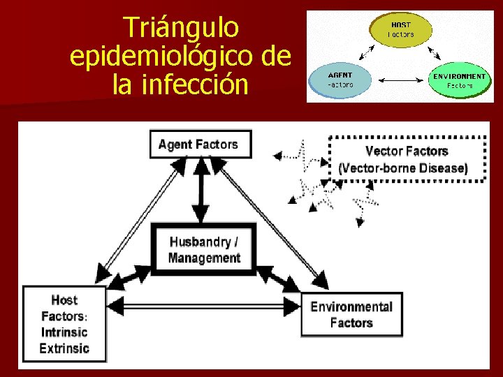 Triángulo epidemiológico de la infección 