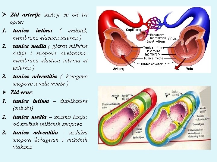 Ø Zid arterije sastoji se od tri opne: 1. tunica intima ( endotel, membrana