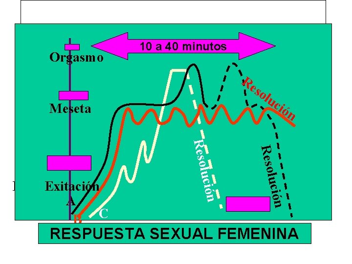 RESPUESTA SEXUAL MASCULINA Orgasmo 10 a 40 minutos Período Meseta Refractario lu. Período ció