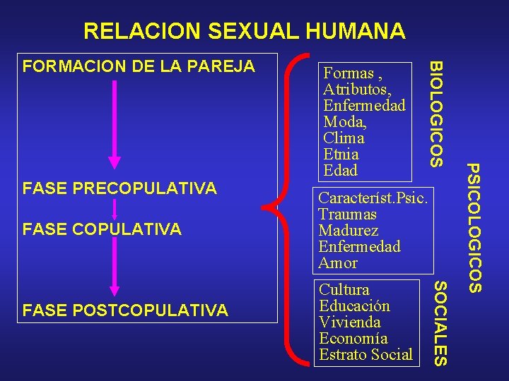 RELACION SEXUAL HUMANA FASE COPULATIVA Cultura Educación Vivienda Economía Estrato Social SOCIALES FASE POSTCOPULATIVA