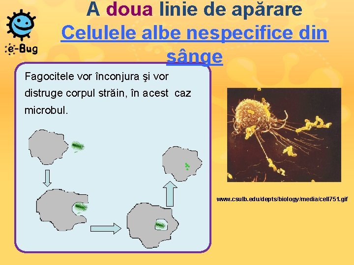 A doua linie de apărare Celulele albe nespecifice din sânge Fagocitele vor înconjura şi