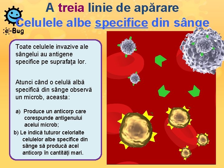 A treia linie de apărare Celulele albe specifice din sânge Toate celulele invazive ale