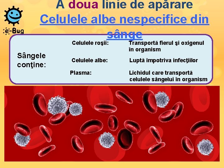 A doua linie de apărare Celulele albe nespecifice din sânge Sângele conţine: Celulele roşii:
