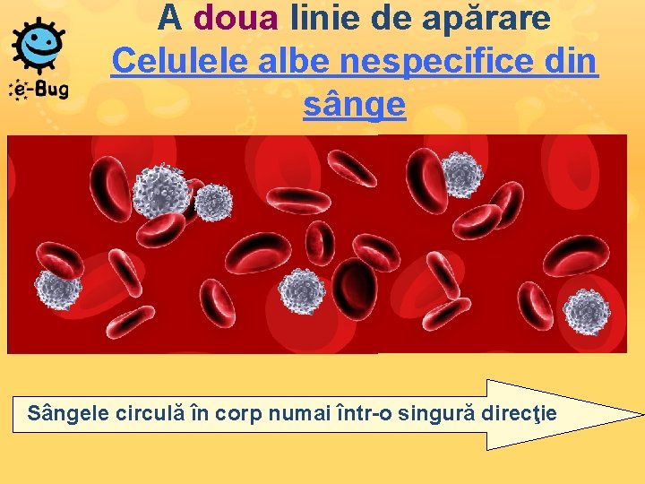 A doua linie de apărare Celulele albe nespecifice din sânge Sângele circulă în corp