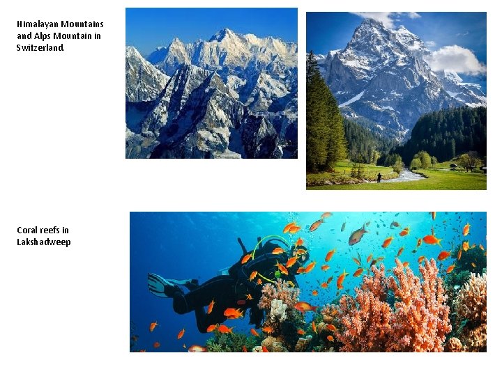 Himalayan Mountains and Alps Mountain in Switzerland. Coral reefs in Lakshadweep 