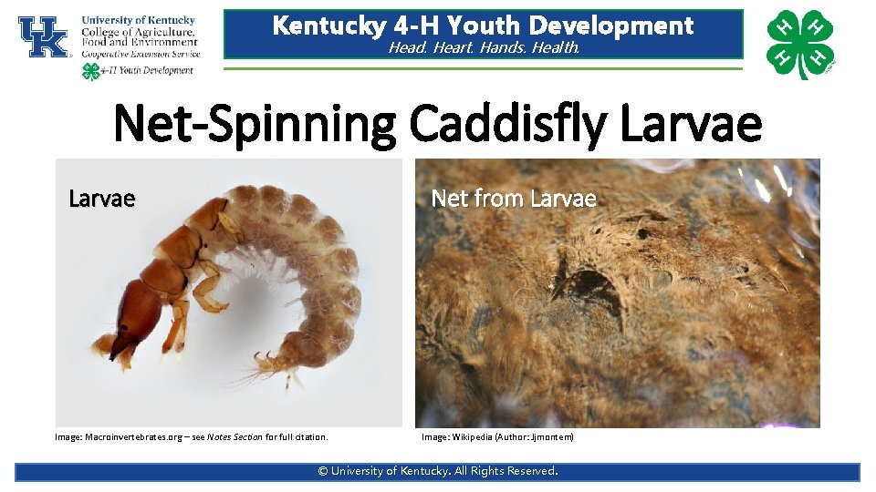 Kentucky 4 -H Youth Development Head. Heart. Hands. Health. Net-Spinning Caddisfly Larvae Net from Kentucky 4 -H Youth Development Head. Heart. Hands. Health. Net-Spinning Caddisfly Larvae Net from