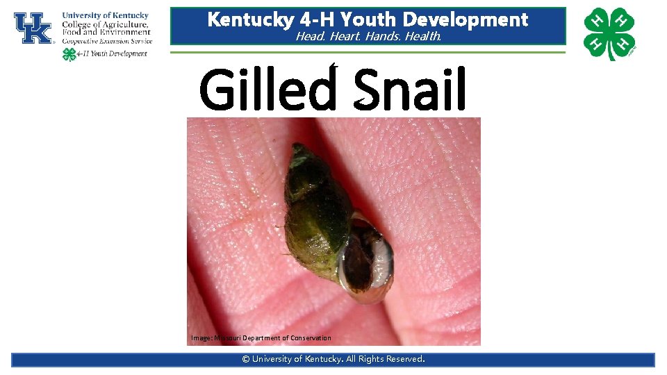 Kentucky 4 -H Youth Development Head. Heart. Hands. Health. Gilled Snail Image: Missouri Department Kentucky 4 -H Youth Development Head. Heart. Hands. Health. Gilled Snail Image: Missouri Department