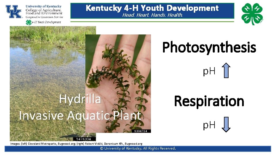Kentucky 4 -H Youth Development Head. Heart. Hands. Health. Photosynthesis p. H Hydrilla Invasive Kentucky 4 -H Youth Development Head. Heart. Hands. Health. Photosynthesis p. H Hydrilla Invasive