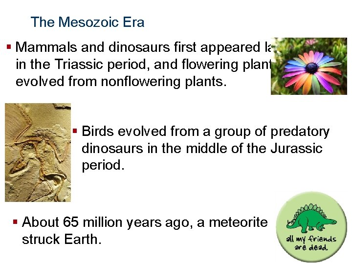 The History of Life The Mesozoic Era § Mammals and dinosaurs first appeared late