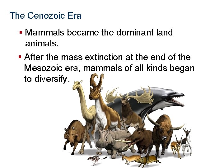 The History of Life The Cenozoic Era § Mammals became the dominant land animals.