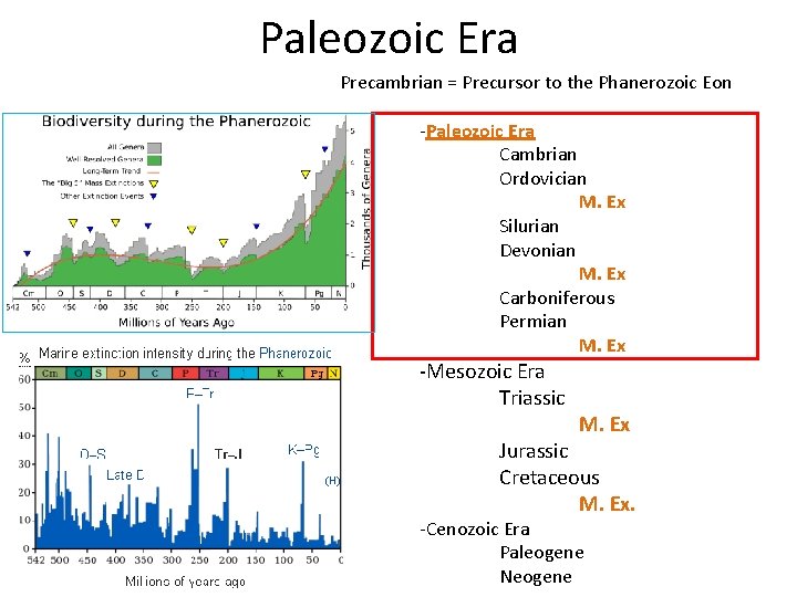 Paleozoic Era Precambrian = Precursor to the Phanerozoic Eon -Paleozoic Era Cambrian Ordovician M.