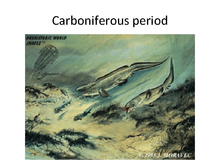 Carboniferous period 
