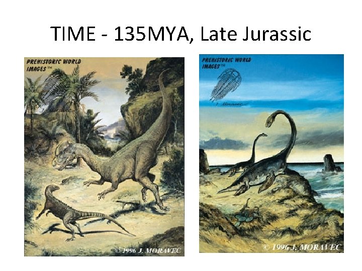 TIME - 135 MYA, Late Jurassic 