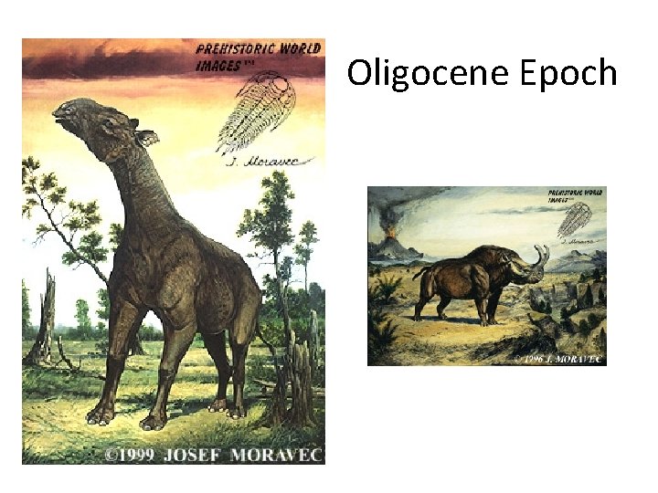 Oligocene Epoch 