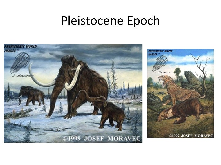 Pleistocene Epoch 