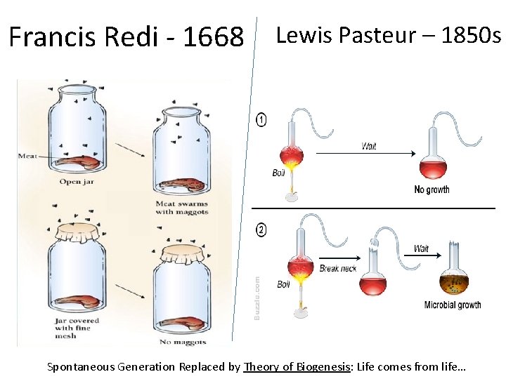 Francis Redi - 1668 Lewis Pasteur – 1850 s Spontaneous Generation Replaced by Theory