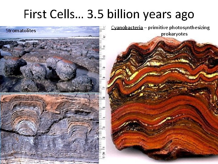 First Cells… 3. 5 billion years ago Stromatolites Cyanobacteria – primitive photosynthesizing prokaryotes 