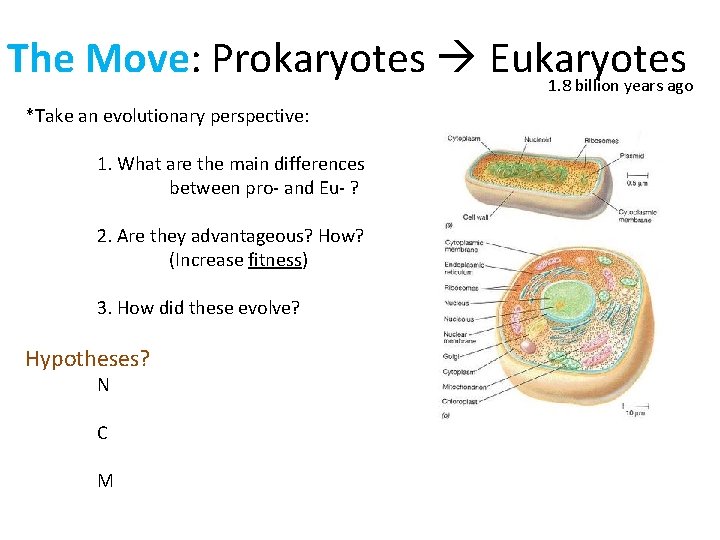 The Move: Prokaryotes Eukaryotes 1. 8 billion years ago *Take an evolutionary perspective: 1.