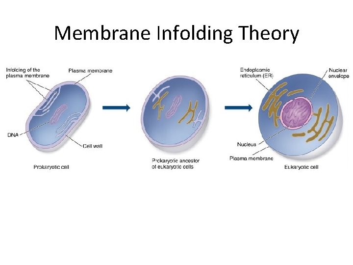 Membrane Infolding Theory 