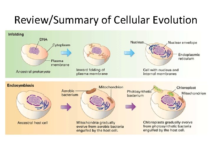 Review/Summary of Cellular Evolution 
