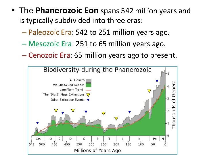  • The Phanerozoic Eon spans 542 million years and is typically subdivided into
