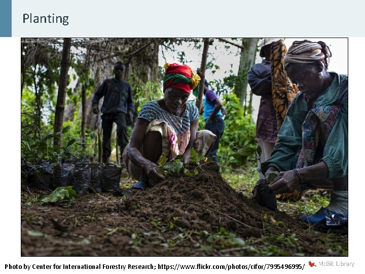 Planting Photo by Center for International Forestry Research; https: //www. flickr. com/photos/cifor/7995496995/ 